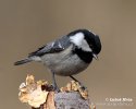 coal tit